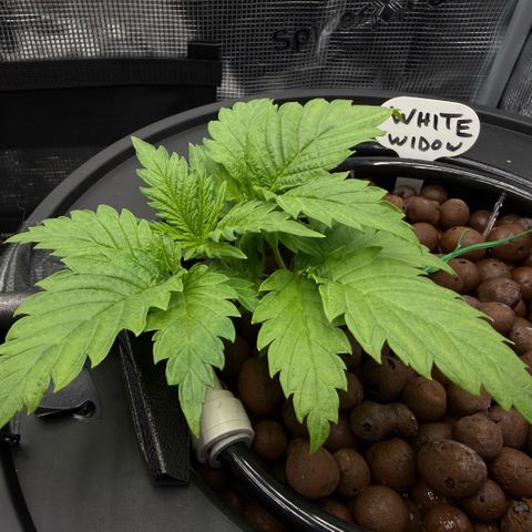 White Trash Widow growlog timeline photo