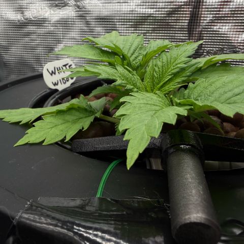 White Trash Widow growlog timeline photo