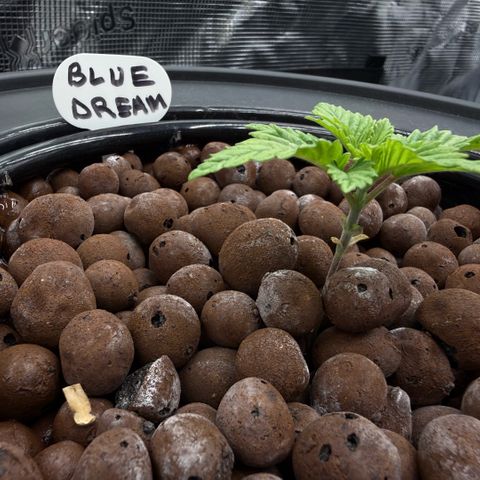 Big Blue growlog timeline photo
