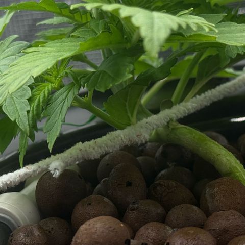 White Trash Widow growlog timeline photo