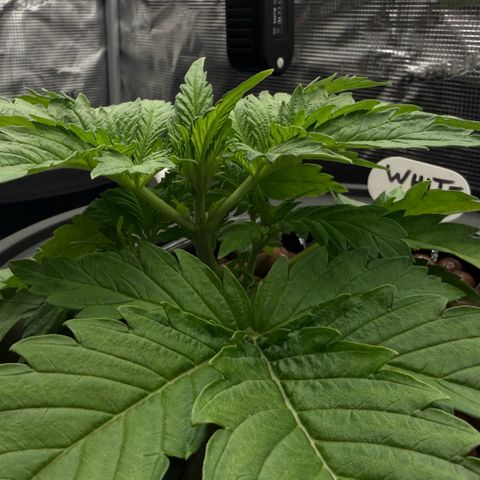 White Trash Widow growlog timeline photo