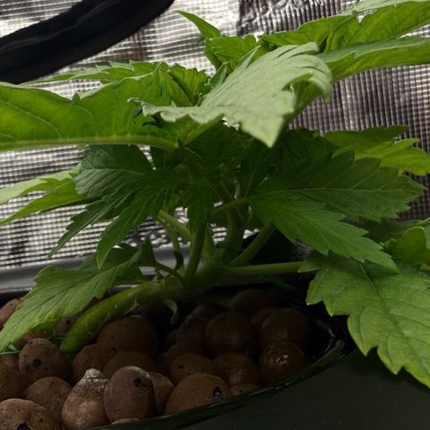 White Trash Widow growlog timeline photo