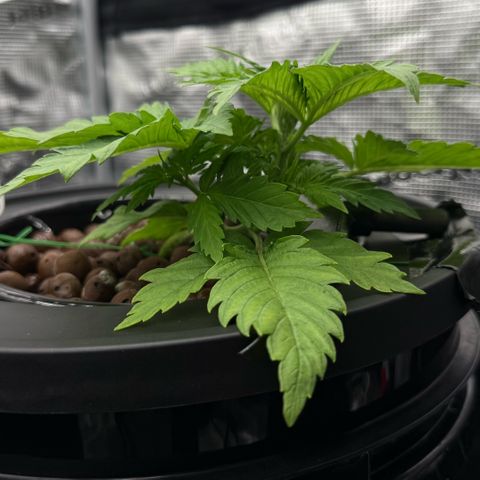 White Trash Widow growlog timeline photo