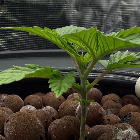 Big Blue growlog timeline photo