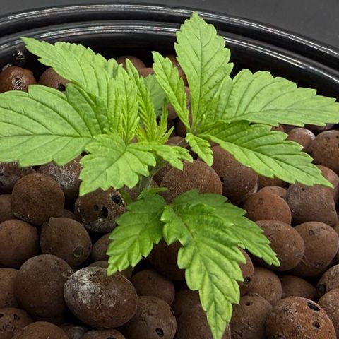 Big Blue growlog timeline photo