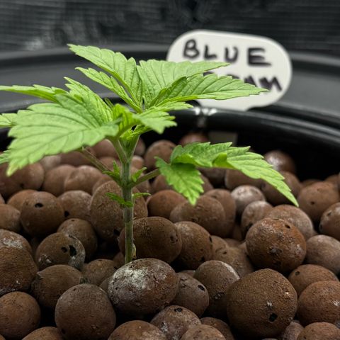 Big Blue growlog timeline photo