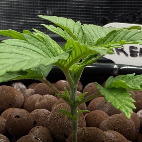 Big Blue growlog timeline photo