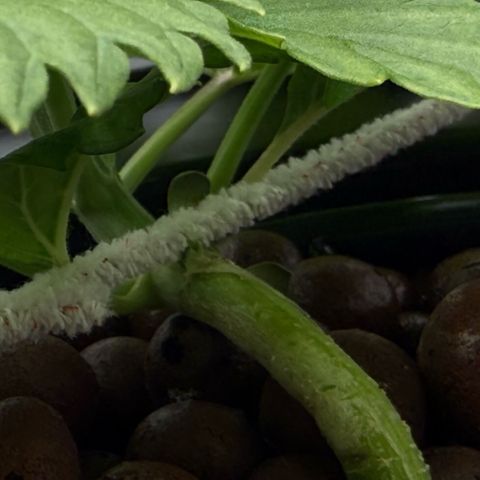 White Trash Widow growlog timeline photo