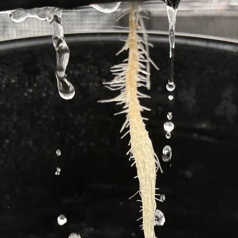 Big Blue growlog timeline photo