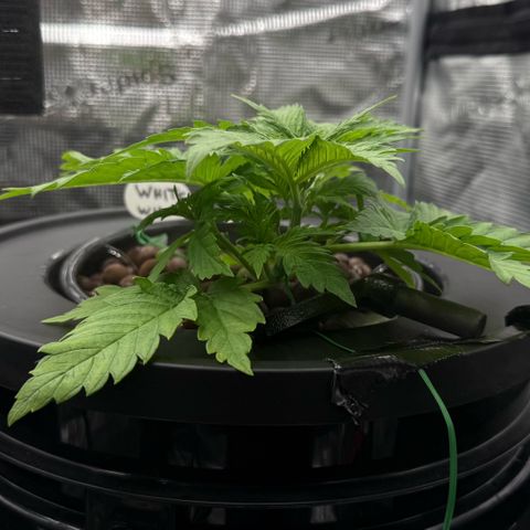White Trash Widow growlog timeline photo