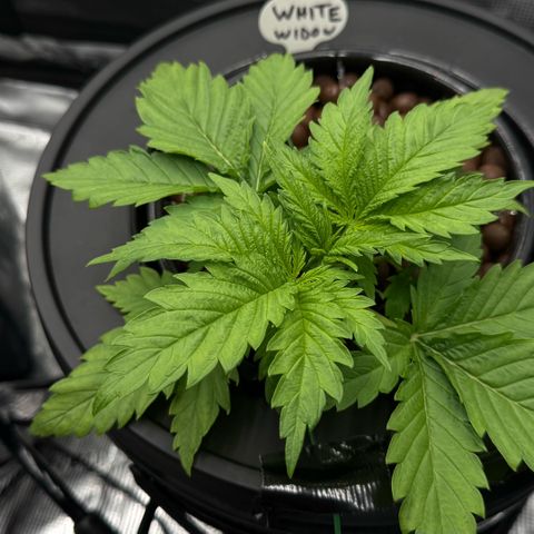 White Trash Widow growlog timeline photo