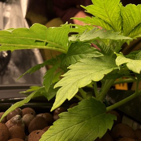 White Trash Widow growlog timeline photo