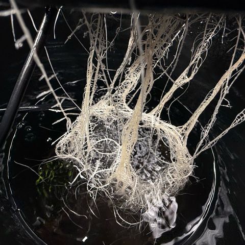 White Trash Widow growlog timeline photo