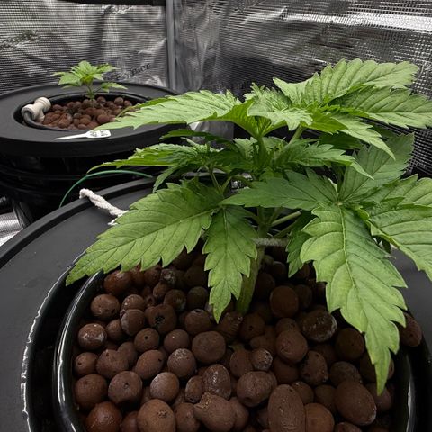 White Trash Widow growlog timeline photo