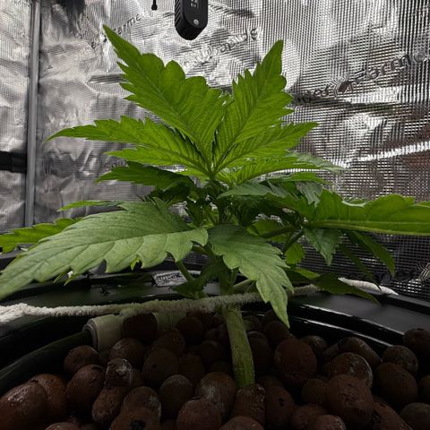 White Trash Widow growlog timeline photo
