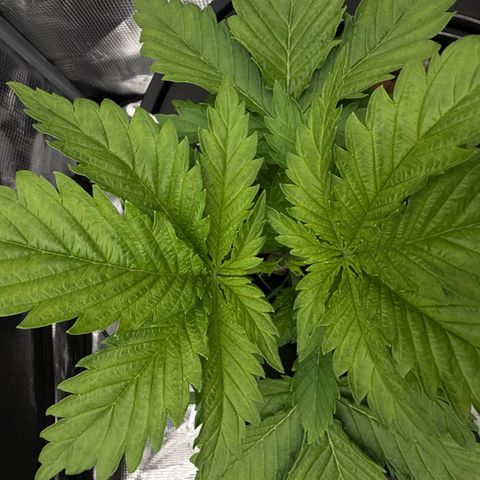 White Trash Widow growlog timeline photo
