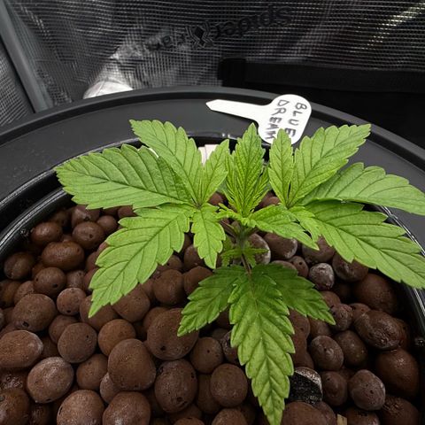 Big Blue growlog timeline photo