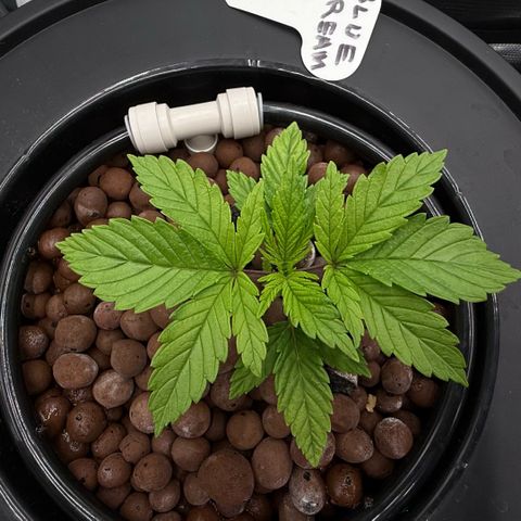 Big Blue growlog timeline photo