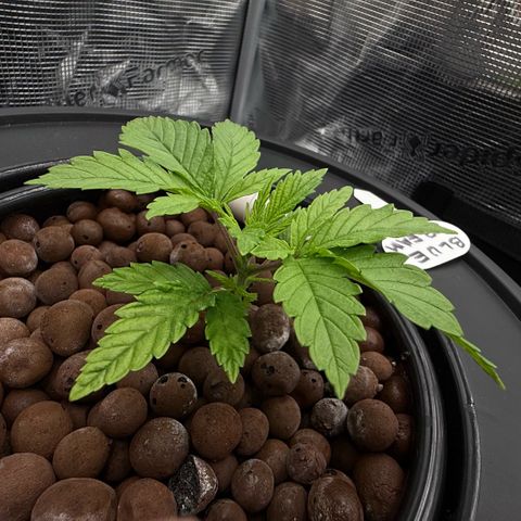 Big Blue growlog timeline photo