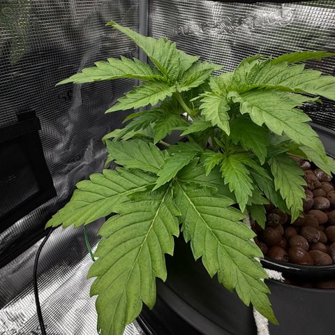 White Trash Widow growlog timeline photo