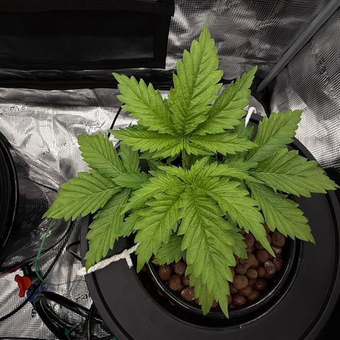 White Trash Widow growlog timeline photo