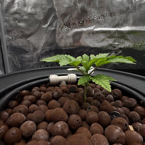 Big Blue growlog timeline photo