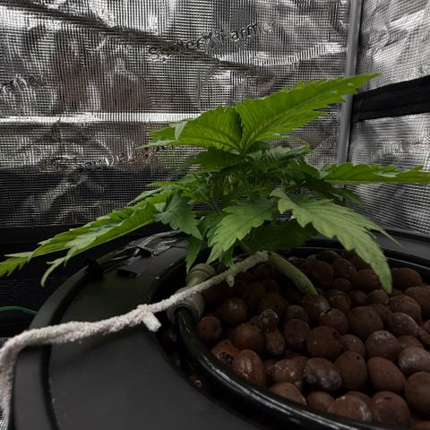 White Trash Widow growlog timeline photo