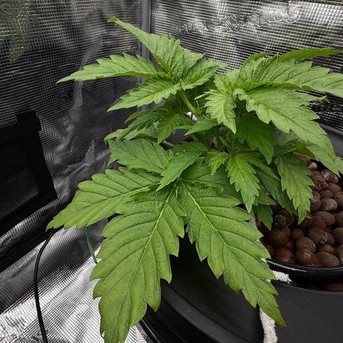 White Trash Widow growlog timeline photo