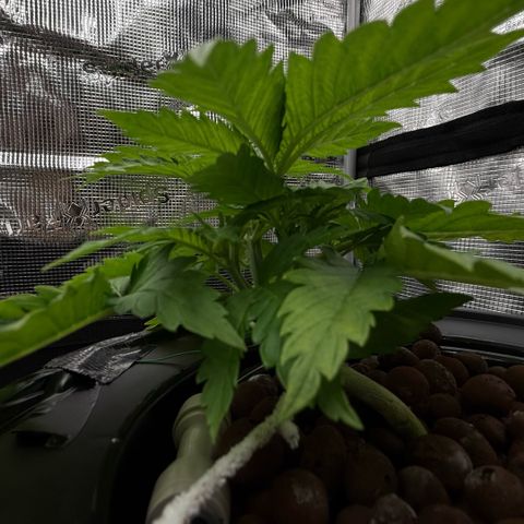 White Trash Widow growlog timeline photo