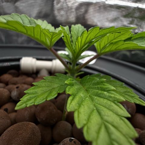 Big Blue growlog timeline photo