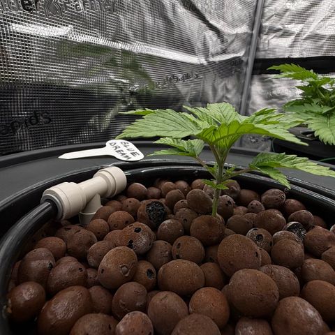Big Blue growlog timeline photo