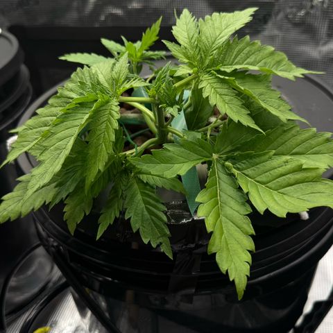 White Trash Widow growlog photo: LST after topping 