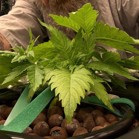 White Trash Widow growlog photo: LST after topping 