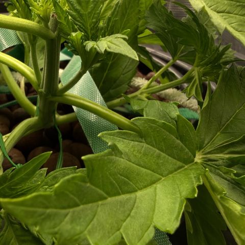 White Trash Widow growlog photo: LST after topping 