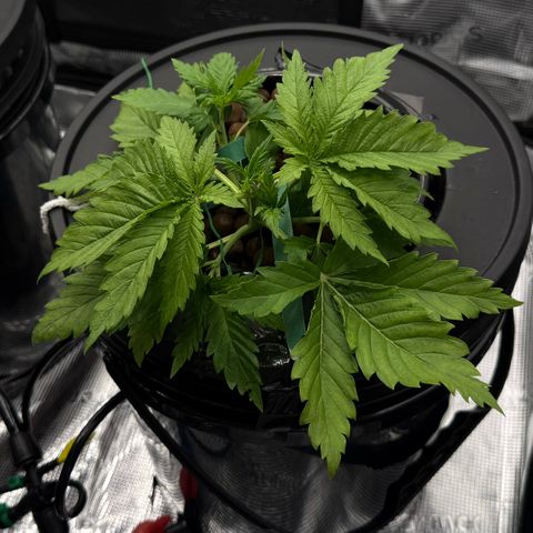 White Trash Widow growlog photo: LST after topping 