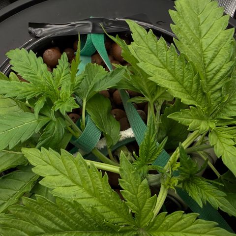 White Trash Widow growlog photo: LST after topping 