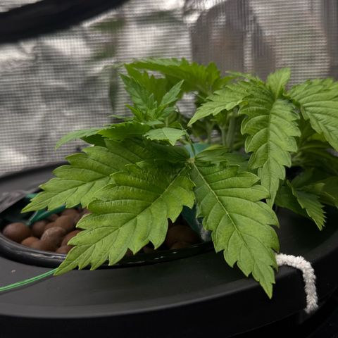 White Trash Widow growlog photo: LST after topping 