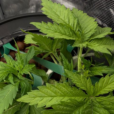 White Trash Widow growlog photo: LST after topping 