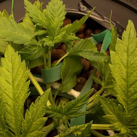 White Trash Widow growlog photo: LST after topping 