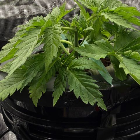 White Trash Widow growlog photo: LST after topping 