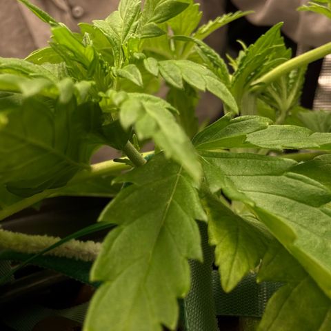 White Trash Widow growlog photo: LST after topping 