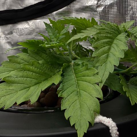 White Trash Widow growlog photo: LST after topping 