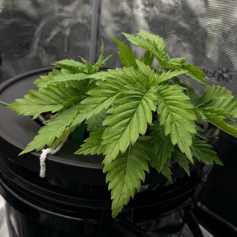 White Trash Widow growlog photo: LST after topping 