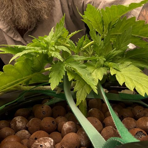 White Trash Widow growlog photo: LST after topping 