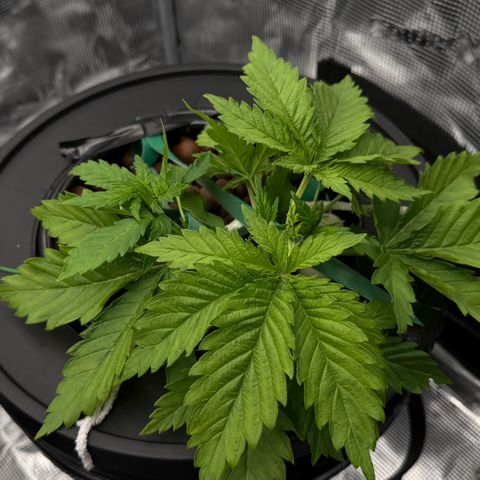 White Trash Widow growlog photo: LST after topping 