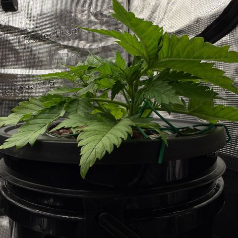 White Trash Widow growlog timeline photo