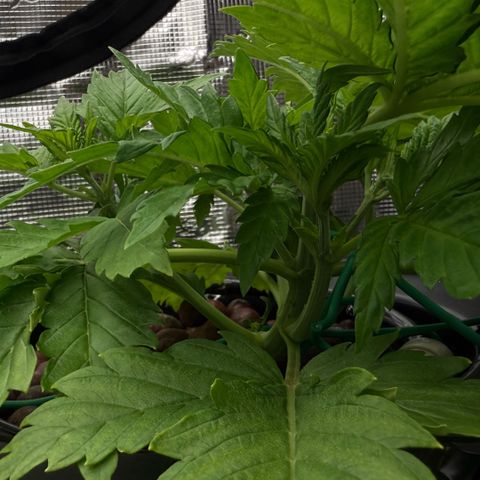 White Trash Widow growlog timeline photo