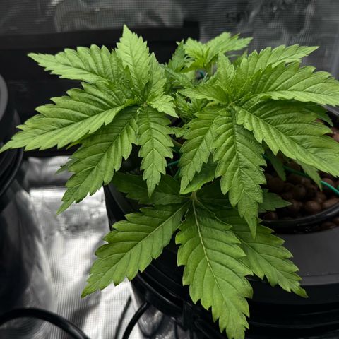 White Trash Widow growlog timeline photo