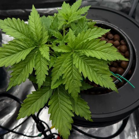White Trash Widow growlog timeline photo