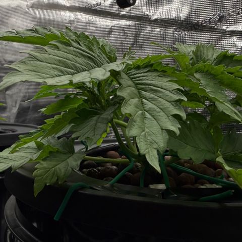White Trash Widow growlog timeline photo